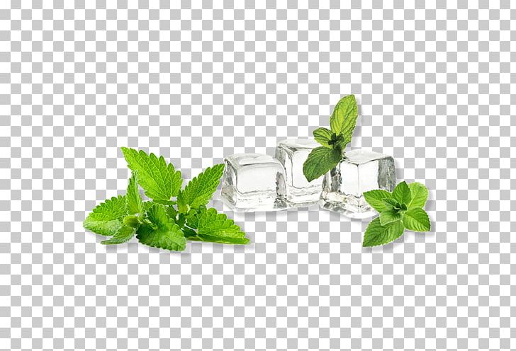 Electronic Cigarette Aerosol And Liquid Lemon Balm Essential Oil Mentha Spicata PNG, Clipart, Calendula Officinalis, Doterra, Essential Oil, Extraction, Flavor Free PNG Download
