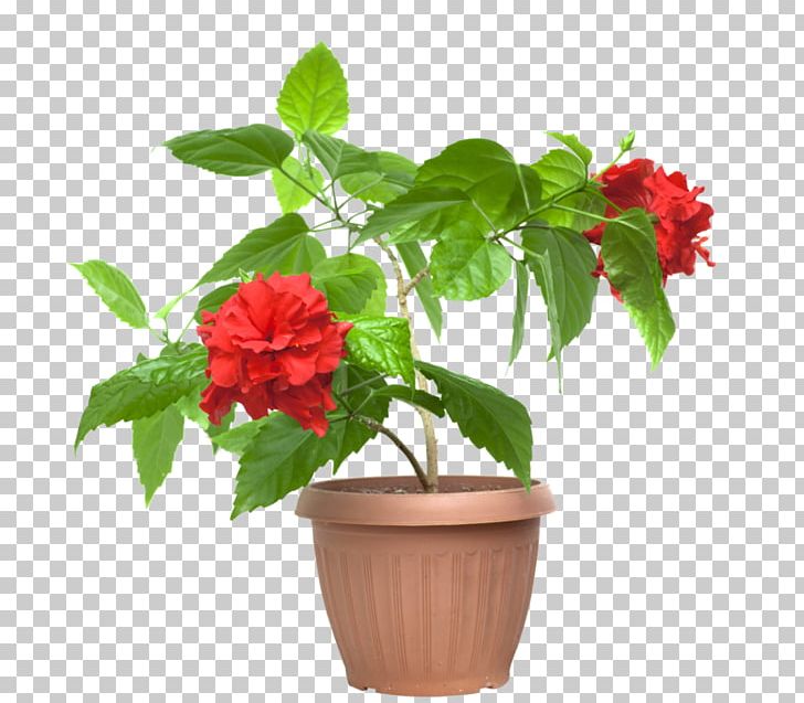 Cut Flowers Shoeblackplant Flowerpot Houseplant PNG, Clipart, Alocasia, Annual Plant, Cut Flowers, Cutting, Flower Free PNG Download