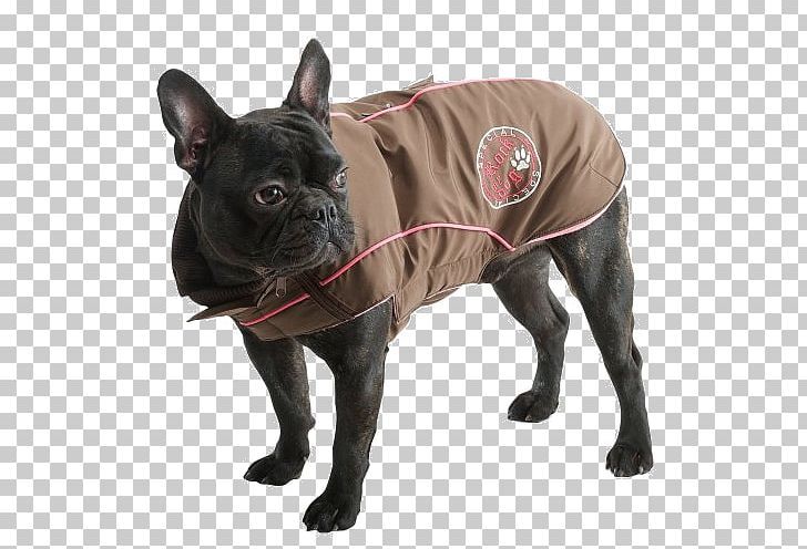French Bulldog Dog Breed Companion Dog Dog Collar PNG, Clipart, Breed, Bulldog, Carnivoran, Clothing Accessories, Collar Free PNG Download