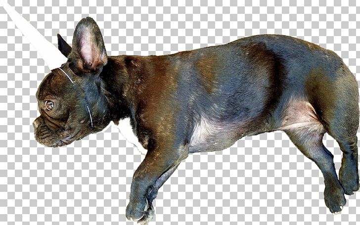 French Bulldog Dog Breed Puppy Unicorn PNG, Clipart, Animals, Breed, Bulldog, Carnivoran, Dog Free PNG Download