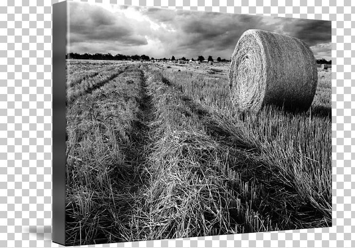Hay Gallery Wrap Straw Canvas Photography PNG, Clipart, Art, Black And White, Canvas, Field, Field Of Hay Free PNG Download