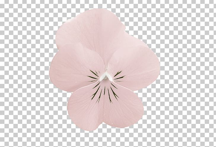 Pansy Moth Orchids Pink M PNG, Clipart, Flower, Flowering Plant, Moth Orchid, Moth Orchids, Nenuphar Free PNG Download
