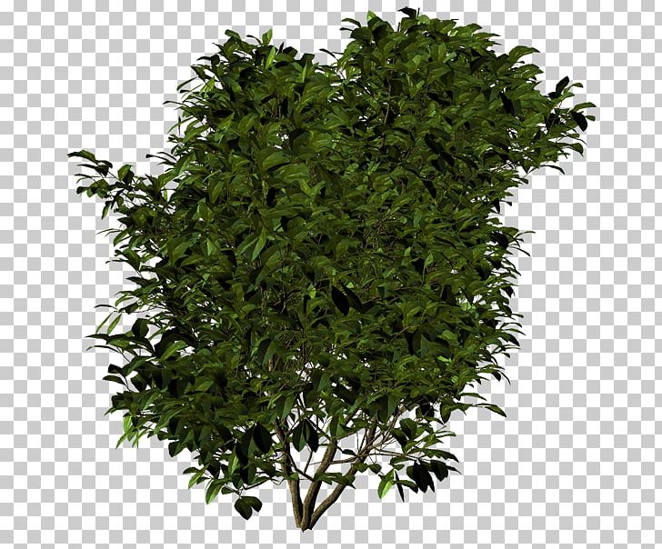 Tree Shrub Evergreen Leaf Herb PNG, Clipart, Evergreen, Grass, Herb, Leaf, Nature Free PNG Download