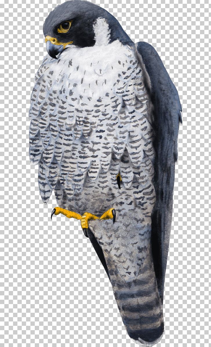 Falcon La Mort Tombe Du Ciel Bird Rock Dove Common Wood Pigeon PNG, Clipart, Animals, Beak, Bird, Bird Of Prey, Bird Rock Free PNG Download
