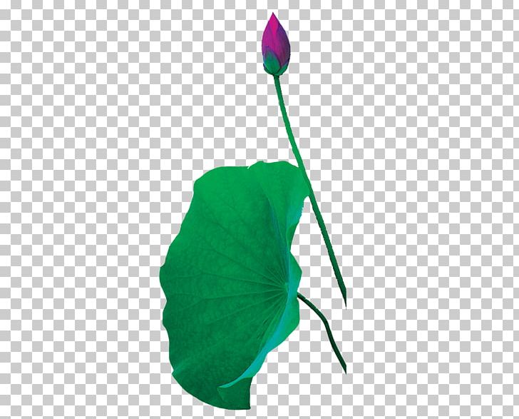 Leaf Green Nelumbo Nucifera Lotus Effect PNG, Clipart, Bud, Buds, Bulb, Download, Flower Free PNG Download