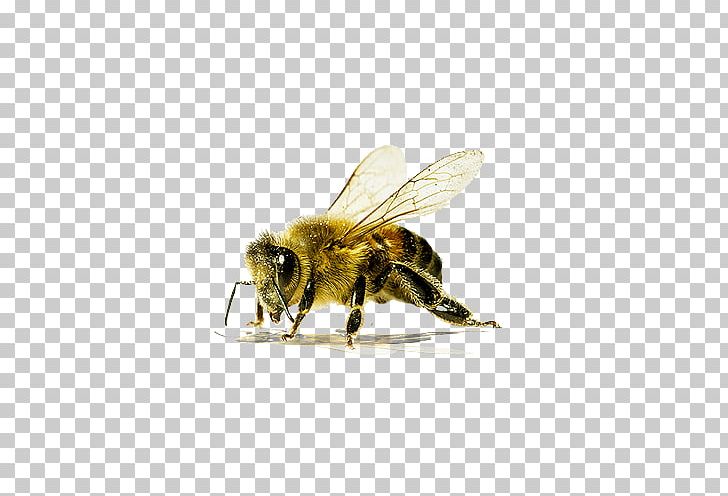 Western Honey Bee Insect Colony Collapse Disorder PNG, Clipart, Arthropod, Bee, Beekeeping, Bee Removal, Bees Free PNG Download