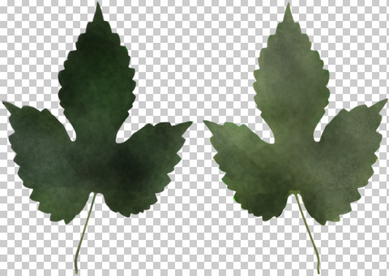 Maple Leaf PNG, Clipart, Flower, Grape Leaves, Hemp Family, Holly, Leaf Free PNG Download