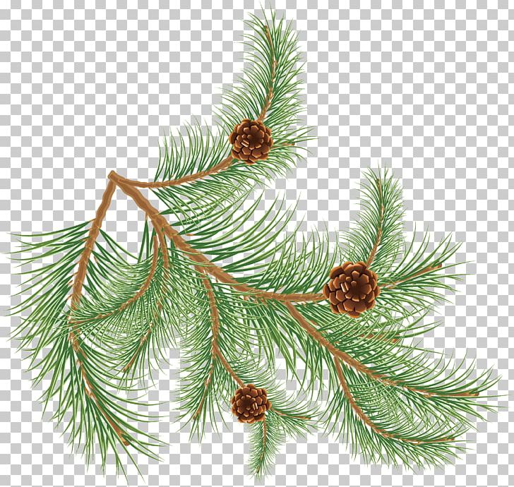 Conifer Cone Pinus Palustris Fir PNG, Clipart, Branch, Christmas Ornament, Cone, Conifer, Conifer Cone Free PNG Download