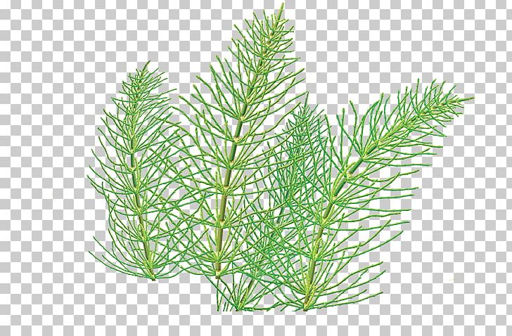 Herbal Tea Field Horsetail Herbal Tea Simple Home Herbal Remedies PNG, Clipart, Aquarium Decor, Branch, Conifer, Drink, Equisetum Free PNG Download