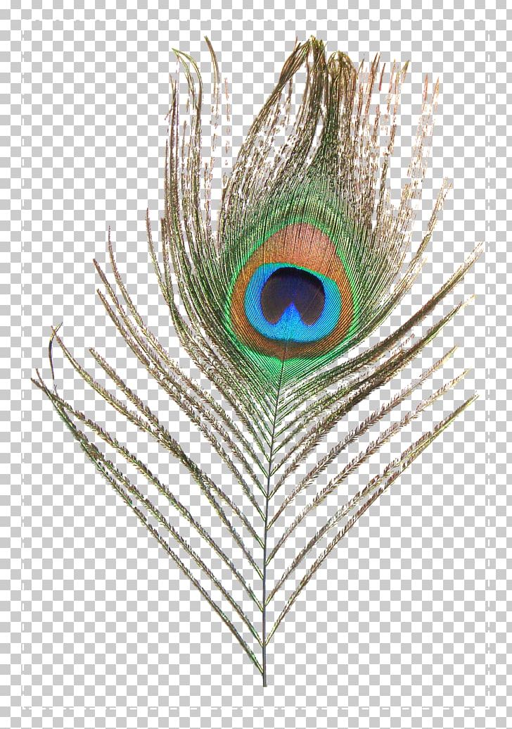 Feather Peafowl PNG, Clipart, Animals, Asiatic Peafowl, Clip Art, Decoration, Encapsulated Postscript Free PNG Download
