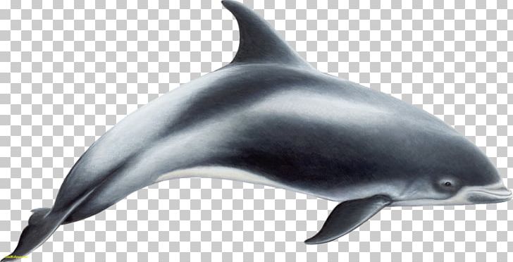 White-beaked Dolphin Short-beaked Common Dolphin Toothed Whale Porpoise PNG, Clipart,  Free PNG Download