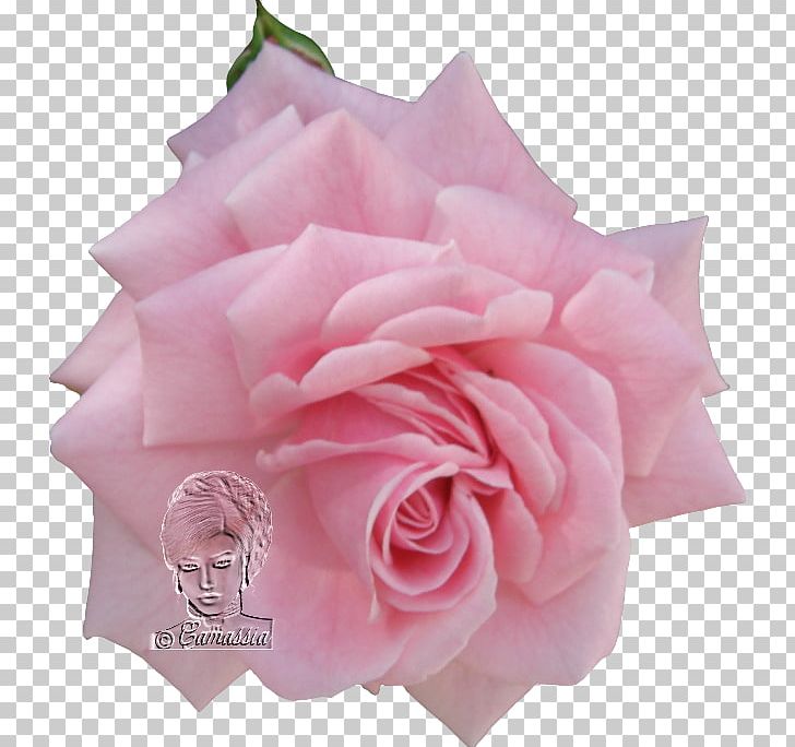 Garden Roses Cabbage Rose Floribunda Cut Flowers Petal PNG, Clipart, Cut Flowers, Danke, Floribunda, Flower, Flowering Plant Free PNG Download