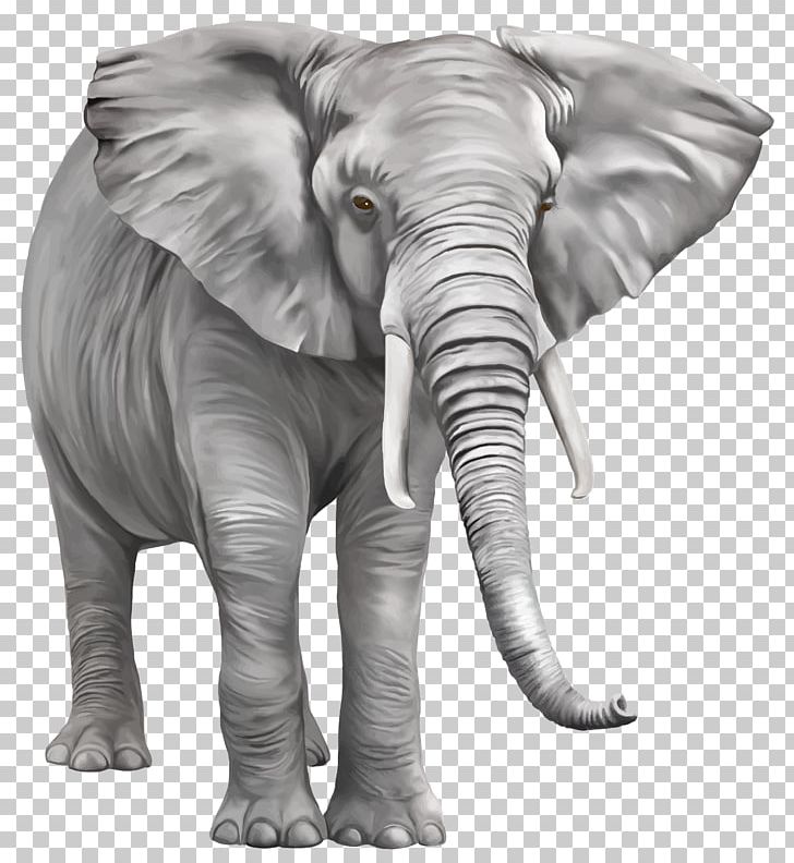 Indian Elephant PNG, Clipart, African Elephant, Animals, Asian Elephant, Clip Art, Color Free PNG Download