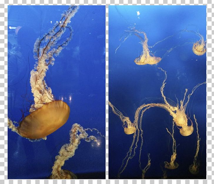 Jellyfish Marine Biology Stock Photography PNG, Clipart, Art Work, Biology, Cnidaria, Dates, Invertebrate Free PNG Download