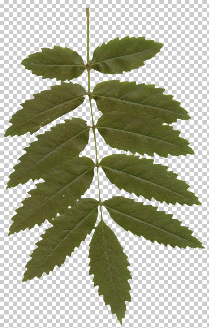 Leaf Plant Stem PNG, Clipart, Cosmetics, Hemp, Herb, Leaf, Leaves Free PNG Download