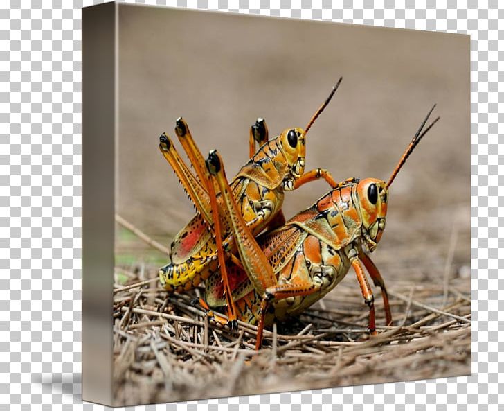 Locust Insect Grasshopper Ensifera Bush Crickets PNG, Clipart, Animals, Animal Source Foods, Arthropod, Bush Crickets, Cricket Like Insect Free PNG Download
