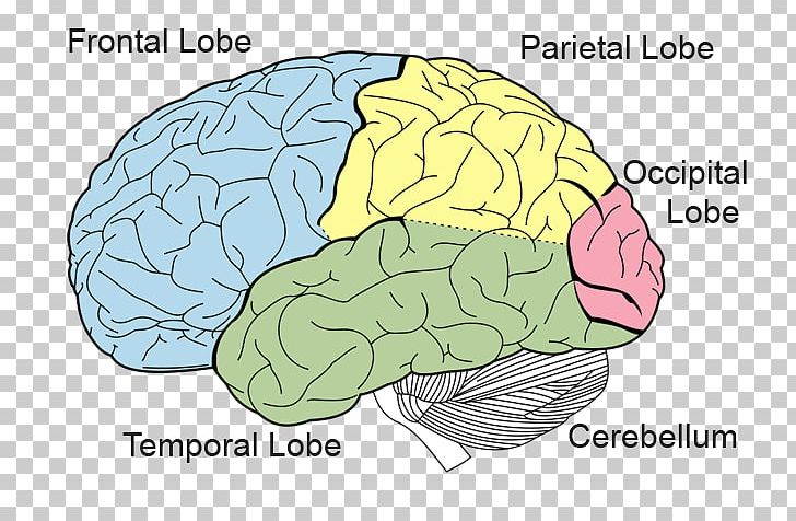 True Story Lobes Of The Brain Frontal Lobe Parietal Occipital Png Image 