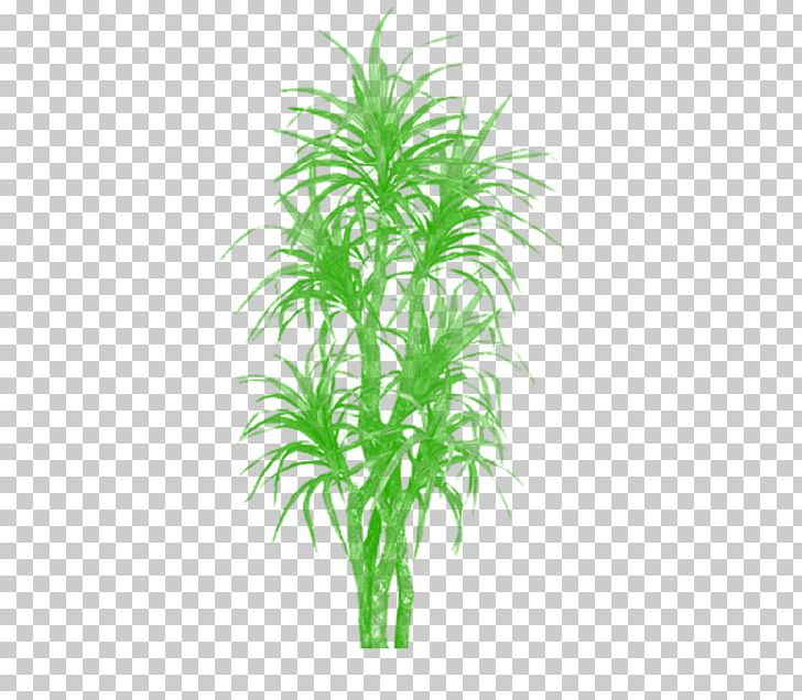 Palm Trees Areca Palm Plants Bamboo PNG, Clipart, Agave, Aquarium Decor, Arecales, Areca Palm, Bamboo Free PNG Download