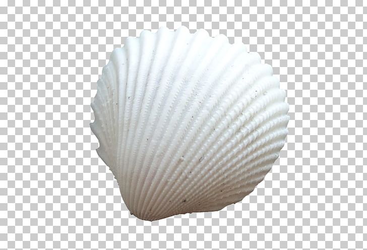 Seashell Cockle Conchology Oyster PNG, Clipart, Animals, Cockle, Conch, Conchology, Deniz Free PNG Download