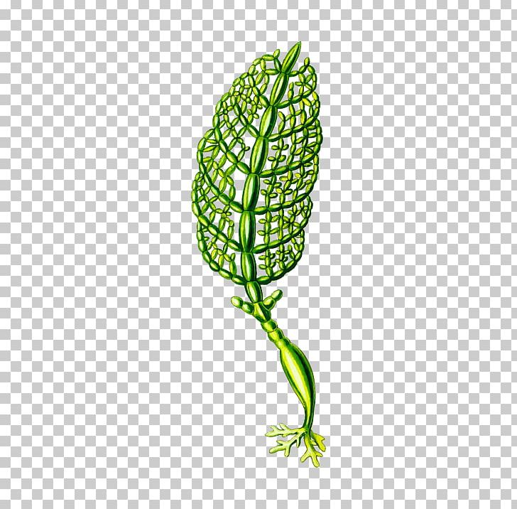 Art Forms In Nature Algae Seaweed Plants PNG, Clipart, Alga, Algae, Art Forms In Nature, Desktop Wallpaper, Ernst Haeckel Free PNG Download