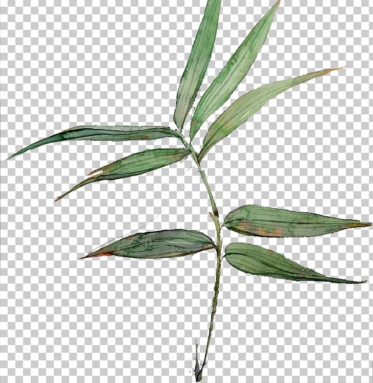 Bamboo Leaf Common Lophatherum PNG, Clipart, Bamboo, Bamboo Leaves, Common Lophatherum, Decoration, Encapsulated Postscript Free PNG Download