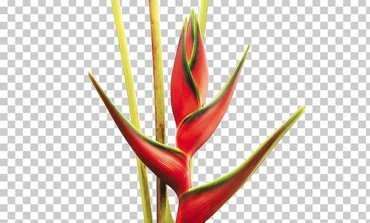 Cut Flowers Colombia Plant Stem PNG, Clipart, Bird Of Paradise Flower, Bud, Colombia, Cut Flowers, Flower Free PNG Download