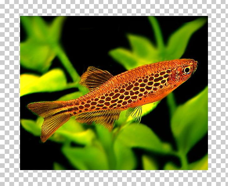 Koi Zebrafish Aquariums Freshwater Fish PNG, Clipart, Animals, Aquarium, Aquariums, Aquatic Plant, Fire Free PNG Download