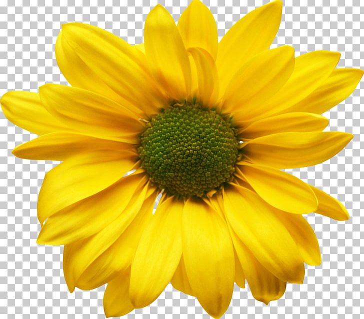 Flower Yellow PNG, Clipart, Annual Plant, Chrysanths, Common Sunflower, Cut Flowers, Daisy Family Free PNG Download