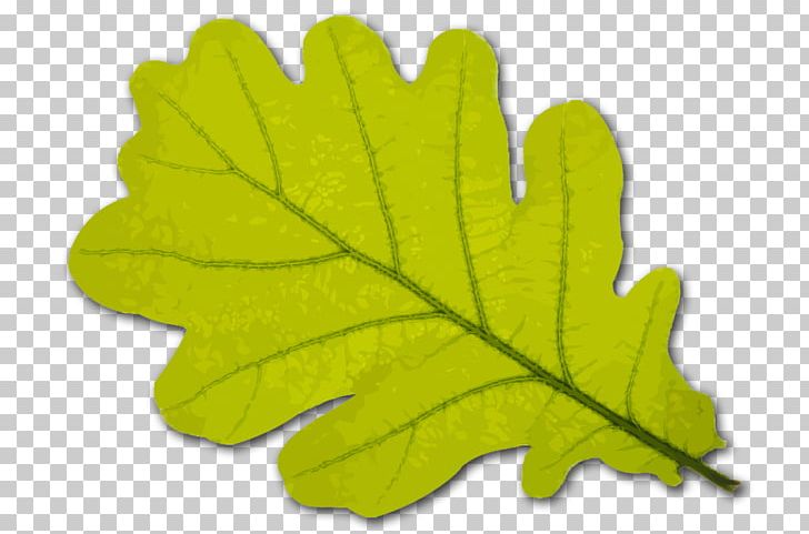 Black Oak Leaf Tree White Oak Stock Photography PNG, Clipart, Black Oak, English Oak, Grass, Green, Leaf Free PNG Download