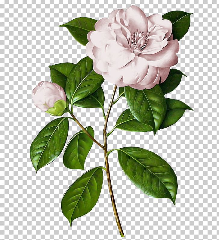 Botanical Illustration Watercolor Painting Japanese Camellia Flower PNG, Clipart, Art, Botanical Illustration, Botany, Branch, Camellia Free PNG Download