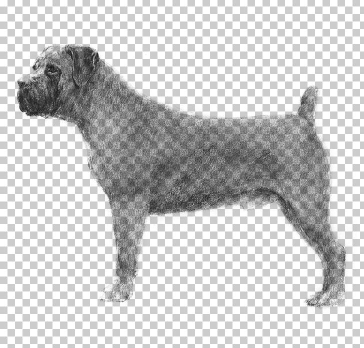 Miniature Schnauzer Standard Schnauzer Cesky Terrier Boerboel Entlebucher Mountain Dog PNG, Clipart, American Kennel Club, Boerboel, Breed, Breed Standard, Carnivoran Free PNG Download