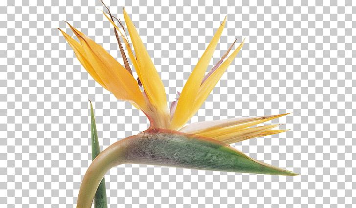 Petal Flower PNG, Clipart, Beak, Color, Download, Flower, Flowers Free PNG Download