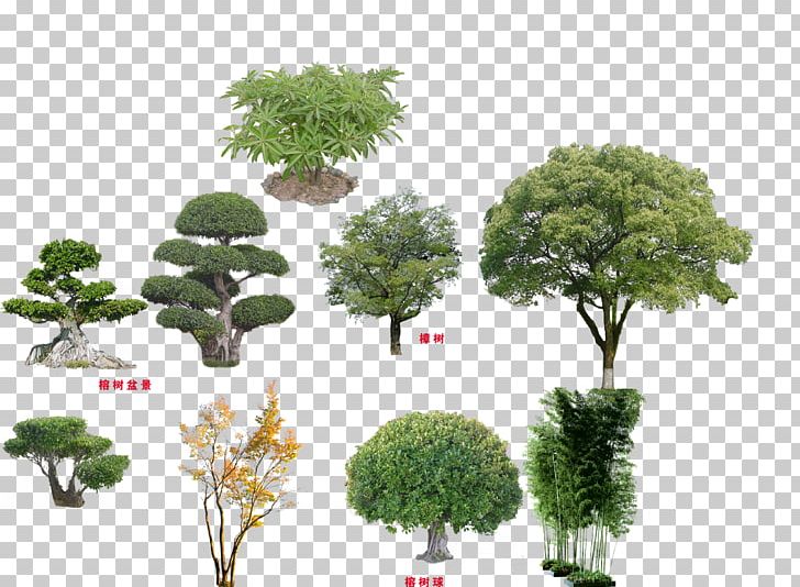 Tree Qiaomu PNG, Clipart, 3d Computer Graphics, 3d Map, Autumn Tree, Bonsai, Christmas Tree Free PNG Download