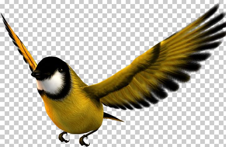 Bird Atlantic Canary Flight Desktop Metaphor PNG, Clipart, Animal, Animals, Atlantic Canary, Beak, Bird Free PNG Download
