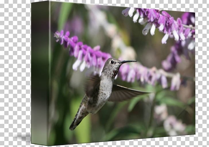 Fauna Hummingbird M Nectar Beak Lavender PNG, Clipart, Beak, Bird, Fauna, Flora, Hummingbird Free PNG Download