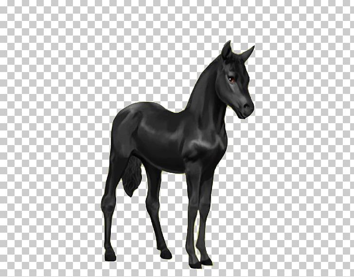 Friesian Horse Howrse Foal Criollo Appaloosa PNG, Clipart, Animal Figure, Appaloosa, Arabian Horse, Black And White, Breed Free PNG Download