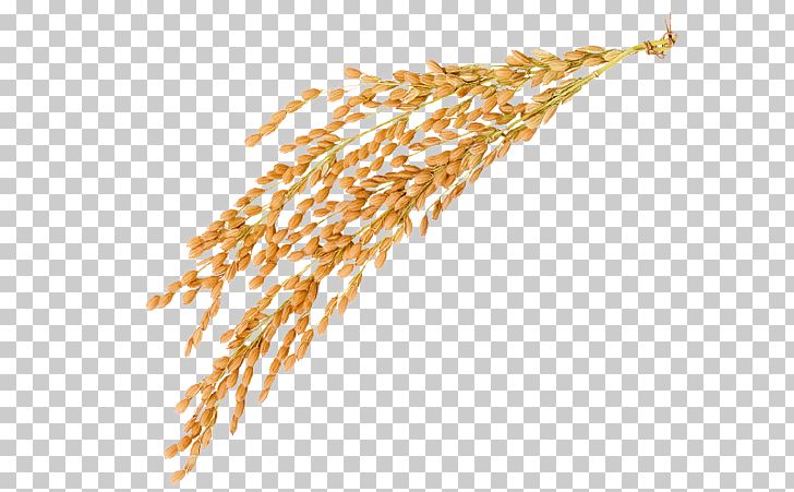 Golden Rice Oryza Sativa Caryopsis PNG, Clipart, Caryopsis, Commodity, Crop, Food, Food Drinks Free PNG Download