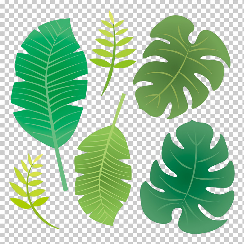 Leaf Plant Stem M-tree Tree Plants PNG, Clipart, Biology, Leaf, Mtree, Plants, Plant Stem Free PNG Download
