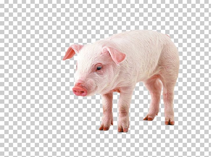 Pig Display Resolution High-definition Video High-definition Television PNG, Clipart, 1080p, Animal, Animals, Desktop Computer, Domestic Pig Free PNG Download