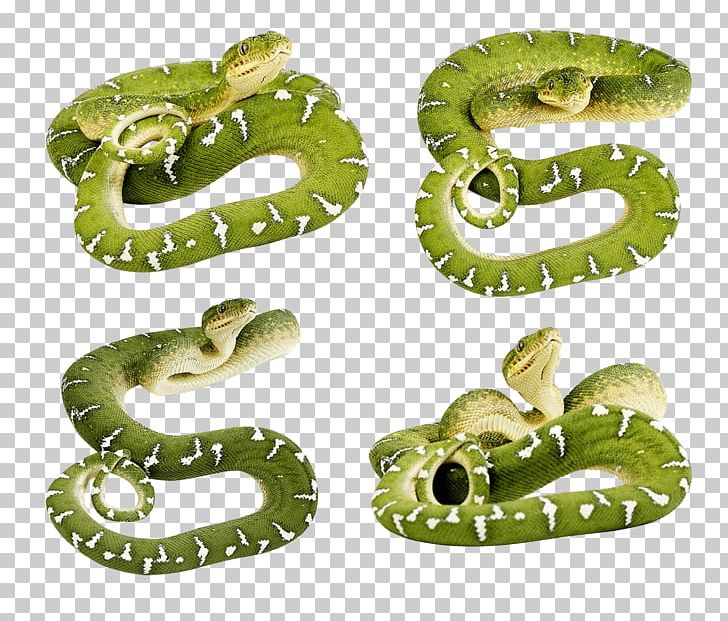 Smooth Green Snake PNG, Clipart, Anaconda, Animals, Art Green, Cat, Catoftheday Free PNG Download