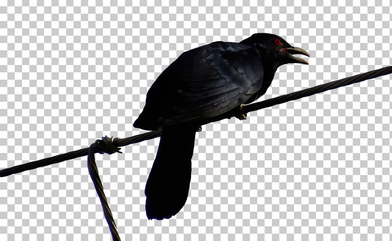 American Crow New Caledonian Crow Cuckoos Crow Common Raven PNG, Clipart, American Crow, Beak, Common Raven, Crow, Cuckoos Free PNG Download