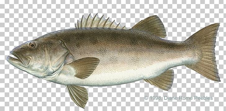 Giant Sea Bass Largemouth Bass Black Sea Bass PNG, Clipart, Barramundi, Bass, Bass Fishing, Bony Fish, Carp Free PNG Download
