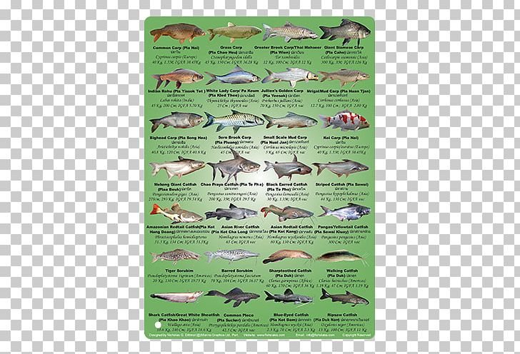 Green PNG, Clipart, Freshwater Fish, Grass, Green, Organism, Others Free PNG Download