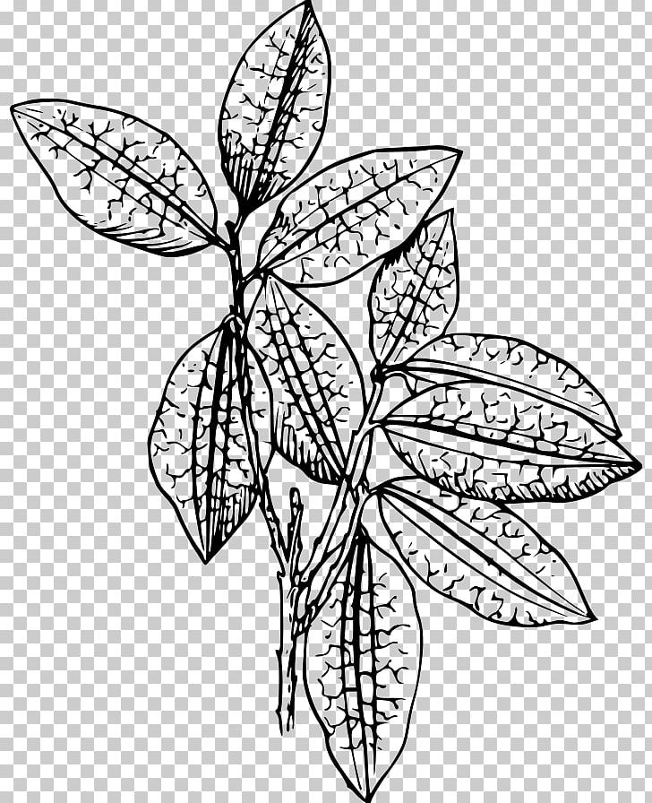 Plant Drawing PNG, Clipart, Black And White, Botany, Branch, Butterfly, Coca Free PNG Download