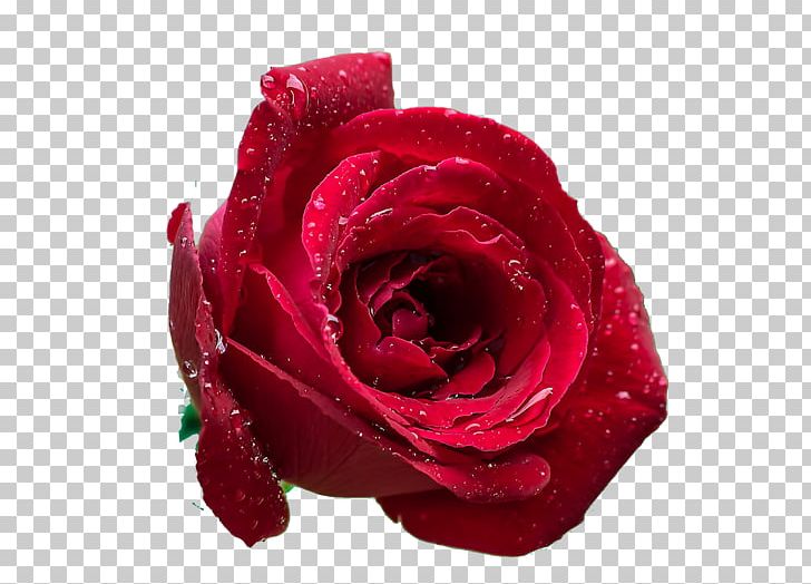 Garden Roses Centifolia Roses Beach Rose PNG, Clipart, Bright Light Effect, Closeup, Cut Flowers, Decoration, Desktop Environment Free PNG Download