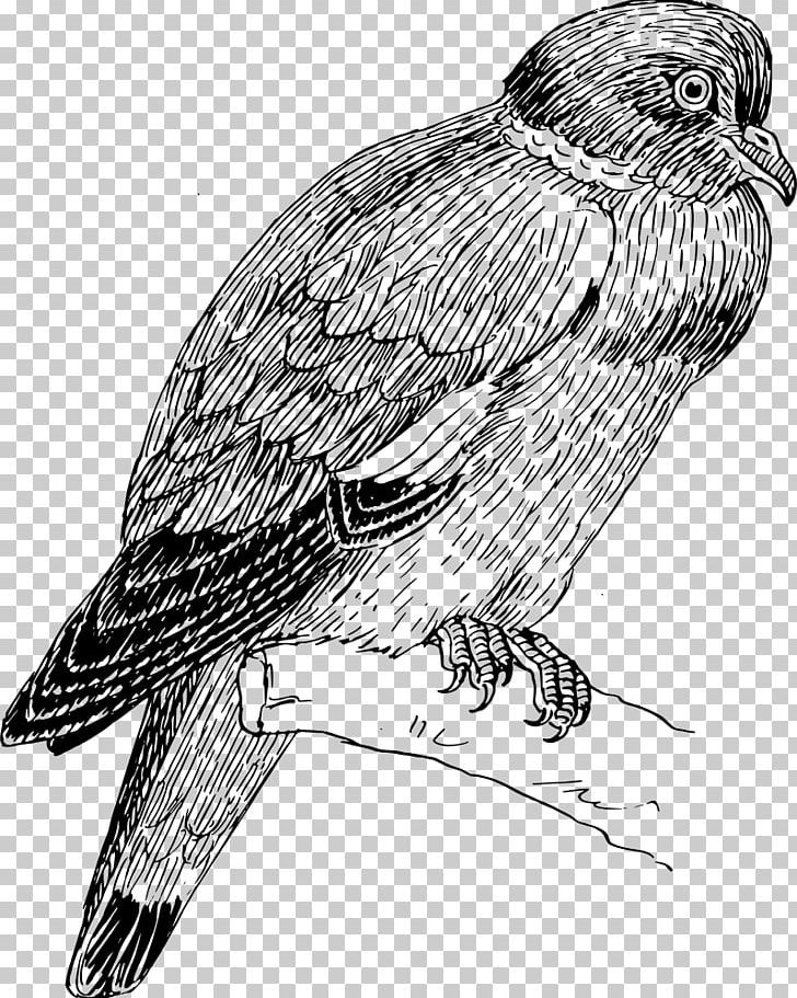 Hawk Eagle PNG, Clipart, Accipitriformes, Animals, Animation, Barbary, Beak Free PNG Download