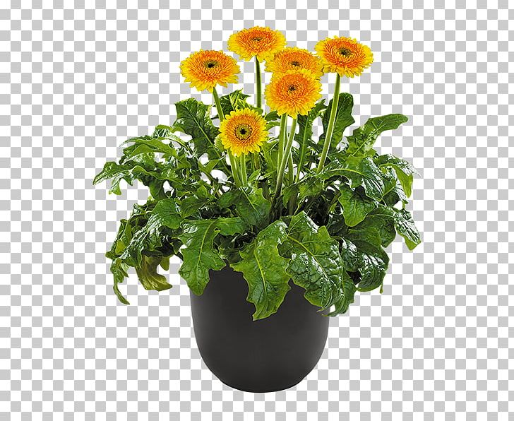 Barberton Daisy Розсада Plant Seedling Flowerpot PNG, Clipart, Annual Plant, Barberton Daisy, Cut Flowers, Daisy, Daisy Family Free PNG Download