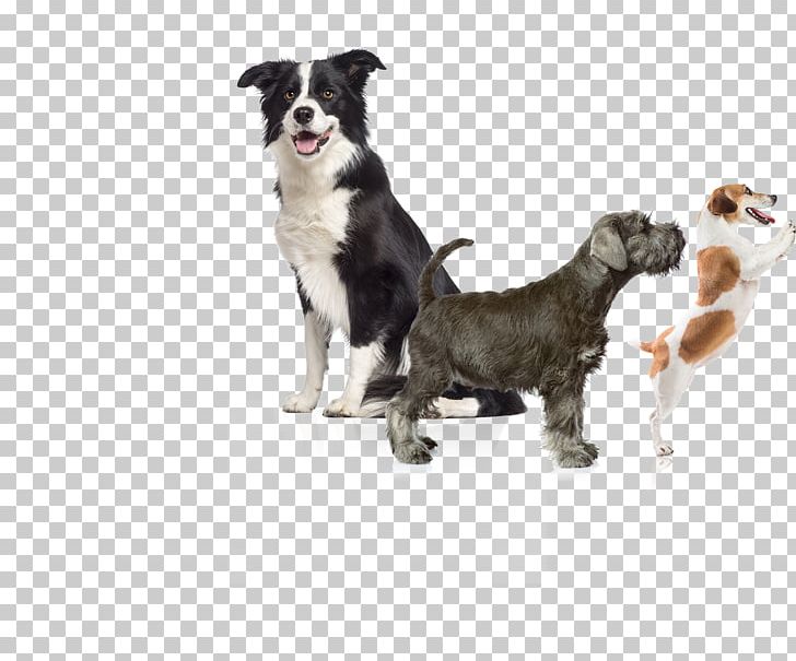Border Collie Rough Collie Beagle Old English Sheepdog PNG, Clipart, Animal, Animals, Beagle, Border Collie, Breed Free PNG Download