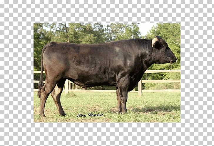Calf Angus Cattle Beef Cattle Limousin Cattle Highland Cattle PNG, Clipart, American, Angus Cattle, Animals, Beef, Beef Cattle Free PNG Download