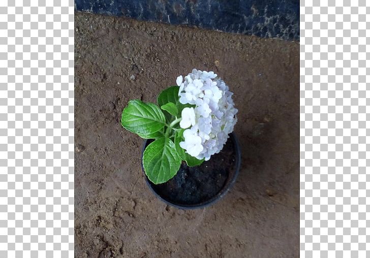 Flowerpot Jasmine Bonsai Houseplant PNG, Clipart, Bonsai, Container, Cornales, Flower, Flowerpot Free PNG Download